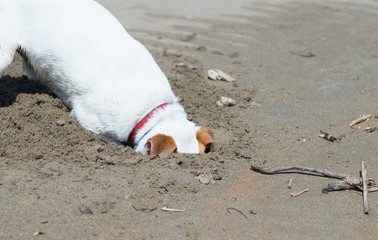 chien qui creuse