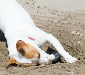 chien creusant
