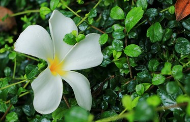 Plumeria on Grass stock photo Wallpaper view