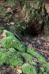 Moss and trunk