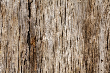Fototapeta premium Rustykalna drewniana tekstura