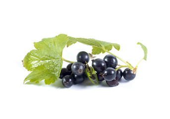 Black currant berries on a piece of a branch with green leaves i