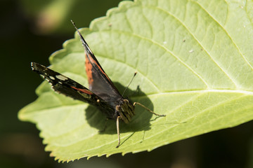 Schmetterling sonnt sich auf Blatt