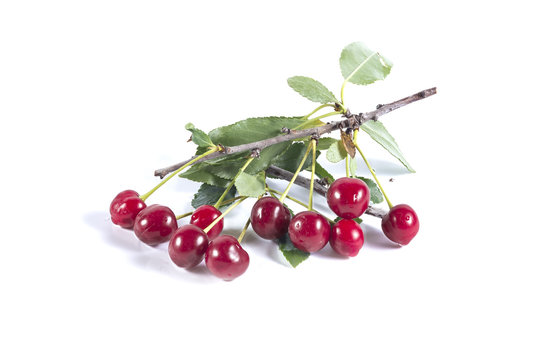 Red ripe cherry on a piece of a branch with green leaves isolate