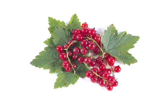 Red currant berries on a piece of a branch with green leaves iso