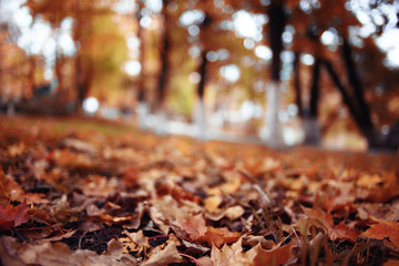 background autumn leaves in the park, nature