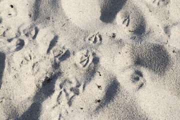 Vogelspuren am Strand