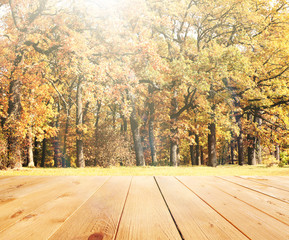 Naklejka na ściany i meble Sunlight in autumn forest. Nature background