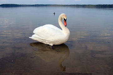 Swan on the lake and duck (Pisochne ozero, Ukraine)