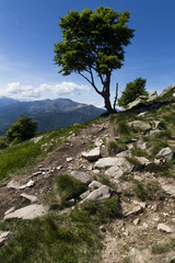 Isolated tree on the mountain