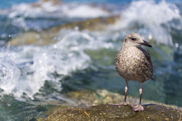 Young seagull