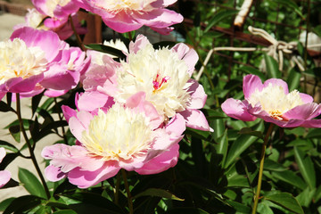 Fototapeta premium Beautiful peonies in flowerbed
