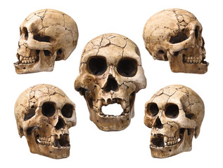 Collection of human skull isolated on white