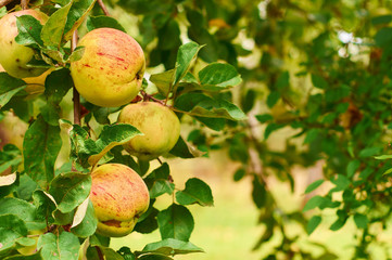 Fresh apples on the apple tree