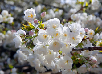 Blooming spring tree branch background