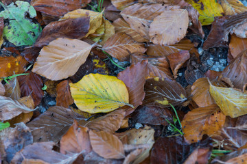 Herbstlaub