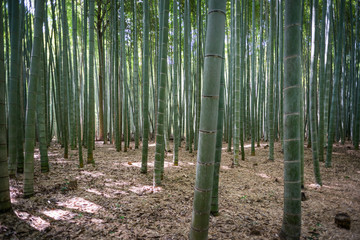 Bambus Wald in Japan
