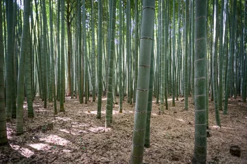 Papier Peint photo autocollant Bambou Forêt de bambous au Japon