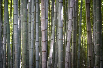 Crédence de cuisine en verre imprimé Bambou Bambus Wald in Japan