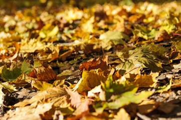 Autumn dried leaves, maple foliage of bronze, golden, yellow, orange, brown and green colors, season natural background, selective focus on leaf 