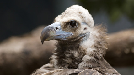 close-up portrait of a vulture