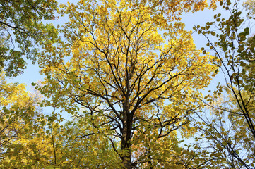 Crown oak surrounded by birch trees, autumn bright foliage, leaves on branches of bronze, golden, yellow, orange, brown and green colors, blue sky on background