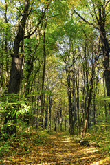 Autumn forest pathway, colorful and bright trees with yellow and green foliage, dry golden and bronze leaves on rural road near woods, sunny october beautiful day 