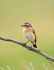 Obraz premium Young a whinchat on a branch