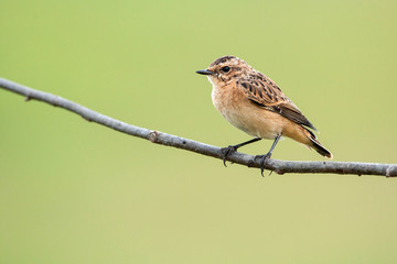 Young a whinchat on a branch