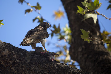 Juvenile Red Tailed Hawk with Prey