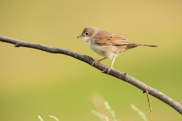 Common whitethroat on a branch