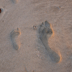 Footprints in the sand.  Footprints of a man and child in the sand at dusk.