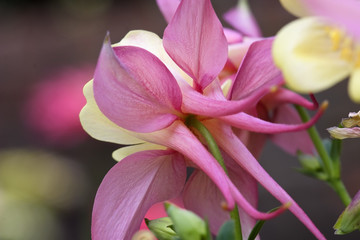 Columbine Flowers in Purple and White