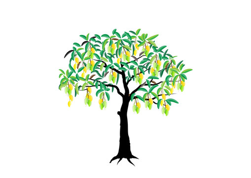 Mango tree on white background,Vector illustration