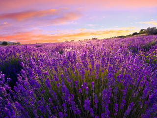 Fototapeta na wymiar Lavender field in Tihany, Hungary