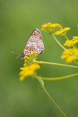 Fototapeta na wymiar Knapweed Fritillary Butterfly
