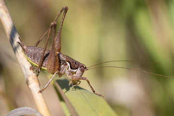 Bush cricket
