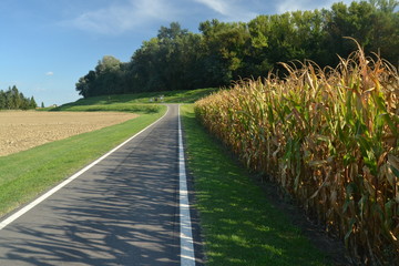 Obraz premium corn field