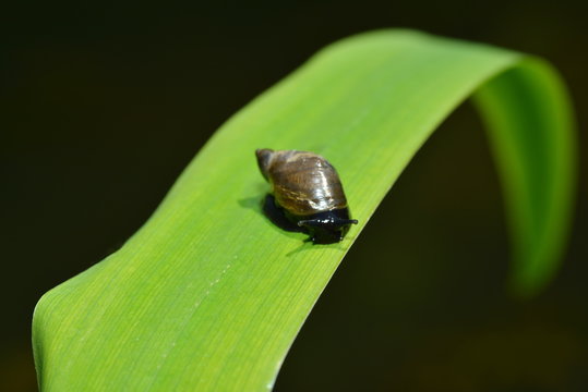 Spitzschlammschnecke