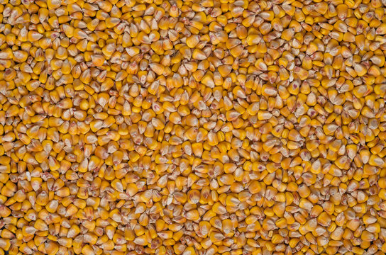 Dried indian corn
