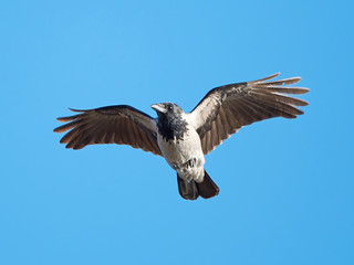 Hooded crow (Corvus cornix)