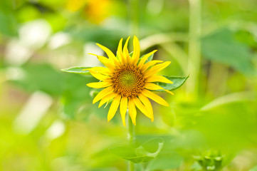 sunflower