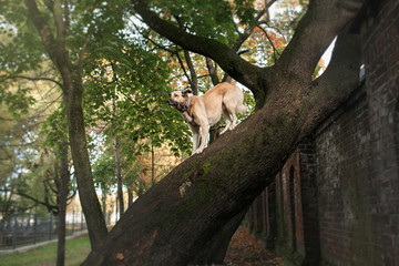 Mixed breed dog in autumn park
