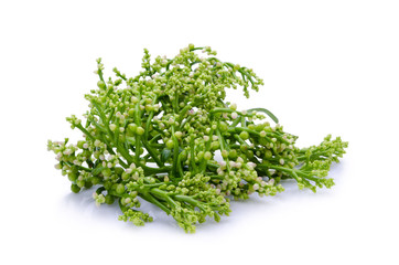 Obraz premium Ceylon Spinach on white background