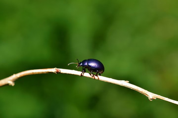 Balanceakt