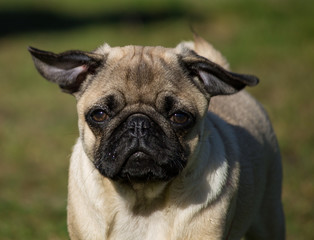 Portrait of a male Pug puppy in local park, Liverpool, UK