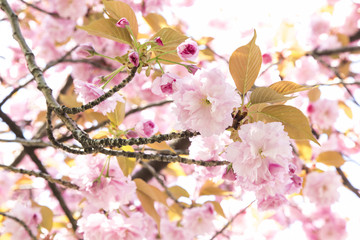 Pink Cherry Blossom - Several Size of Sakura Flowers