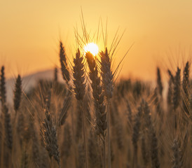 Sunset over the Wheat Field. Photograph was taken in a village Rodine, Slovenia. Macro of wheat and barley in early summer.