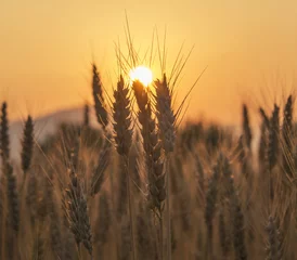 Sunset over the Wheat Field. Photograph was taken in a village Rodine, Slovenia. Macro of wheat and barley in early summer. © dreamypixel