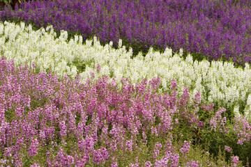 Obraz premium Flowers for Sale at a Nursery